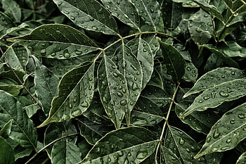 Green Leaves, water drops HD wallpaper