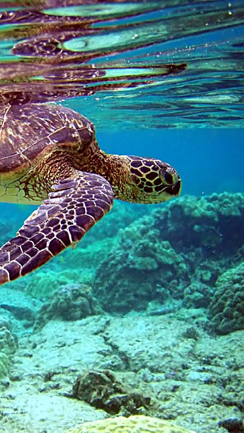 Turtle, Beautiful , Aquatic creatures, Serene visuals HD phone wallpaper
