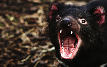 Tasmanian Devil , Top , Devil backgrounds HD wallpaper