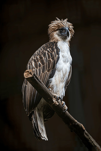 50. Philippine Eagle (Pithecophaga jefferyi). endemic to forests in the Philippines. Philippine eagle, Pet portraits graphy, Eagle drawing HD phone wallpaper
