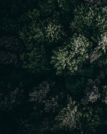 Nature, Trees, View From Above, Vegetation HD phone wallpaper