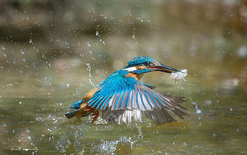 Kingfisher Fishing, fish, kingfisher, bird, water HD wallpaper