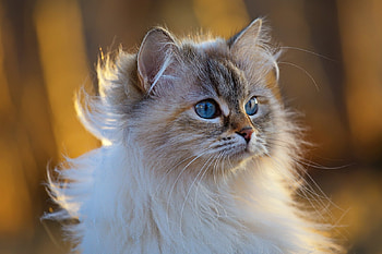 Sweet Cat, sweet, Cat, Animal, Kitten HD wallpaper