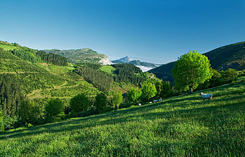 Nature, Trees, Grass, Mountains, Summer, Slope, Sheep, Sheeps HD wallpaper