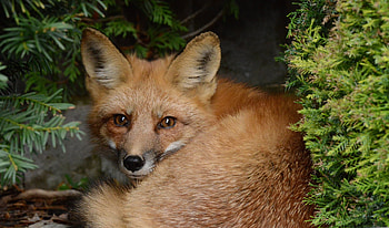 Animals, Fox, Bush, Sit, Fluffy HD wallpaper