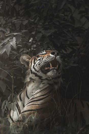 Animals, Predator, Big Cat, Tiger, Fangs, To Fall, Mouth HD phone wallpaper