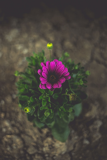 Violet, Flower, Macro, Blur, Smooth, Close-Up, Purple HD phone wallpaper