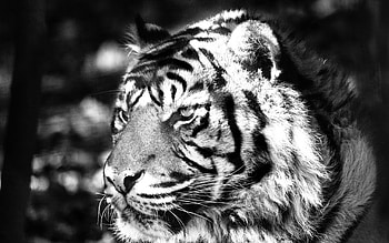 Animals, Cat, Striped, Tiger HD wallpaper