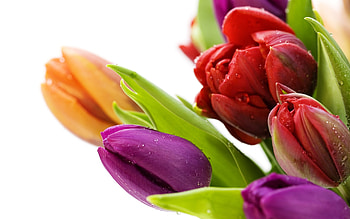 Plants, Flowers, Tulips HD wallpaper