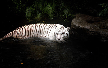 Animals, Water, Tiger, To Swim, Swim, Hunt, Hunting HD wallpaper