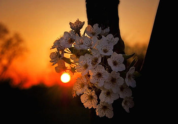At the end of the Day, glow, flower, beautiful, orange, sunset, blossom, tree HD wallpaper