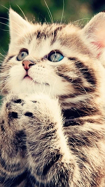 Cat-inspired , Cute cat backgrounds, Playful feline poses, Great collection of cat ry HD phone wallpaper