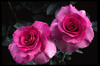 Roses, nature, flowers HD wallpaper