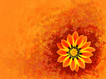 Autumn flower, autumn, orange, abstract, flower HD wallpaper