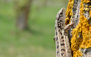 Animals, Wood, Tree, Lizard, Moss HD wallpaper
