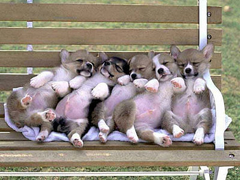 Waiting for the bus !, park bench, pups, dogs, dogtired, napping HD wallpaper