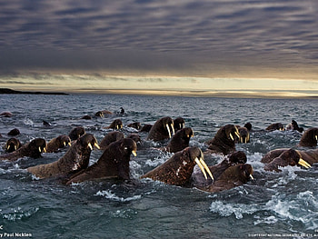 walruas,heard, walruas heard, walruas swiming HD wallpaper