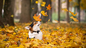 Autumn pets, , , Backgrounds HD wallpaper