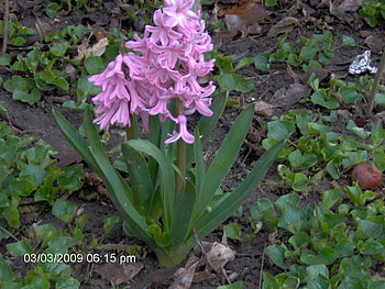 Pink Hyacinth, edmore mi, flower, edmore, mi, pink flowers, hyacinth HD wallpaper