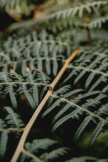Leaves, Plant, Macro, Fern, Branch HD phone wallpaper