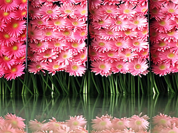 lotsa gerbara, gerbara, pink, reflection HD wallpaper