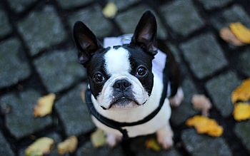 French Bulldog , background, Adorable canine, Playful demeanor HD wallpaper