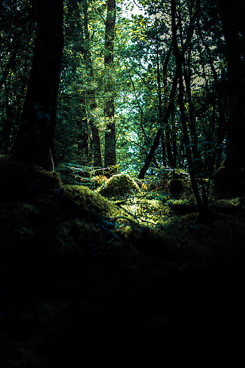 Nature, Trees, Forest, Branches, Moss, Hill HD phone wallpaper