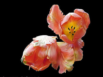 The beauty of the bloom, coral, black, yellow, flower, tulips HD wallpaper