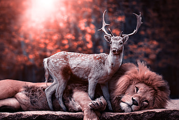 Lion Deer, lion, deer, animals, graphy HD wallpaper