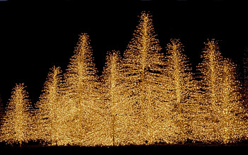 Gold Lights, Festive Christmas lights, Bright backgrounds, Joyful atmosphere HD wallpaper