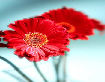 Two Little Flowers, gerberas, flowers, red HD wallpaper