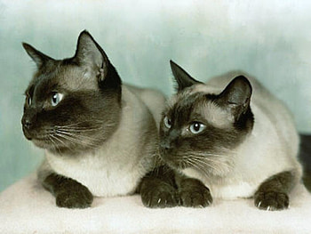 We are Siamese if you please, grey and black, siamese, resting, pair, cats HD wallpaper