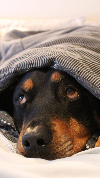 Doberman Dog, Pet Dog, Sleeping HD phone wallpaper