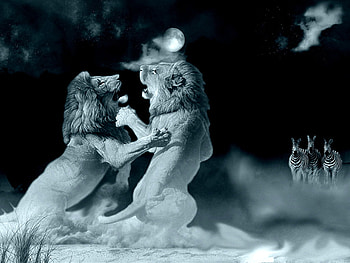 cats fight, night, fights, animals, pale, cats, lion HD wallpaper
