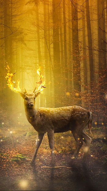 Deer , top best quality HD phone wallpaper