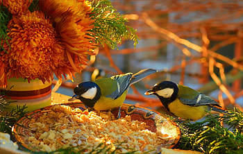Blue tits, blue tit, bird, flower, pasare, autumn, pitigoi, orange, food HD wallpaper