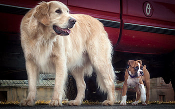 Animals, Auto, Dog, Puppy HD wallpaper