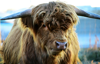 Animals, Horns, Cow, Highland HD wallpaper