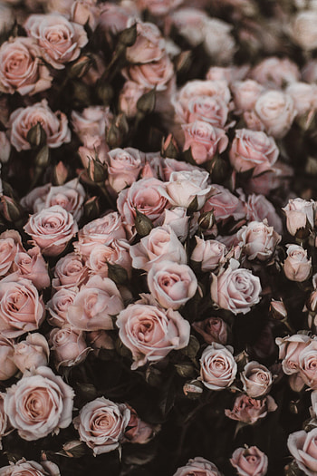 Flowers, Roses, Bouquet, Romance, Light Pink HD phone wallpaper