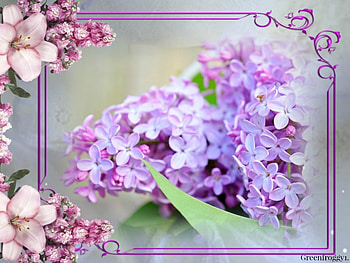 LOVELY FRAMED LILAC, FLOWERS, LOVELY, FRAMED, LILAC HD wallpaper