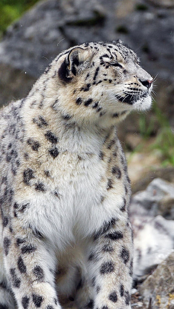 Snow leopard background, Explore more cat HD phone wallpaper