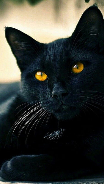 Black Cat, Adorable Black Cat HD phone wallpaper