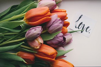 Flowers, Tulips, Bouquet, Buds HD wallpaper