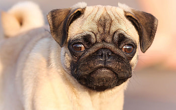 Animals, Dog, Muzzle, Sight, Opinion, Puppy, Pug HD wallpaper