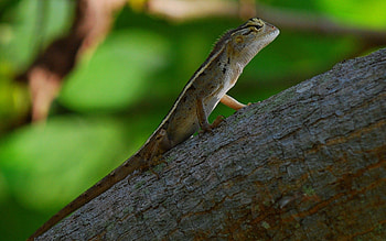 Animals, Wood, Tree, Lizard, Reptile HD wallpaper
