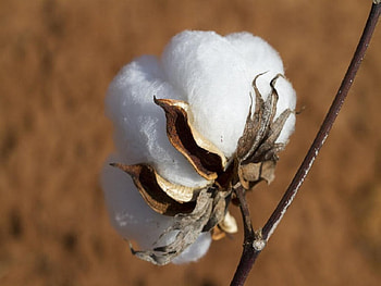 Nature, Cotton, Flower, Garden HD wallpaper