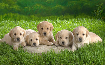 Cute puppies, , Lovable companions, Adorable charm HD wallpaper