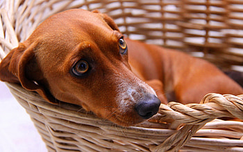 Animals, Dog, Fear, Basket, Waiting, Expectation, Dachshund HD wallpaper
