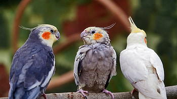 Kakadu bird, Vibrant plumage, , Tropical paradise HD wallpaper