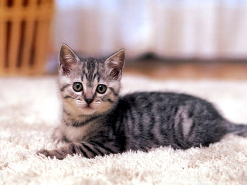 BASHFUL AT TIMES, cute, adorable, kitty, playful HD wallpaper